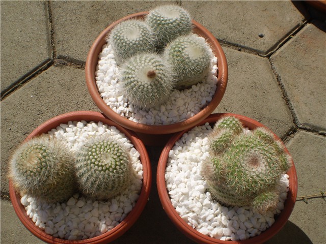 kaktus